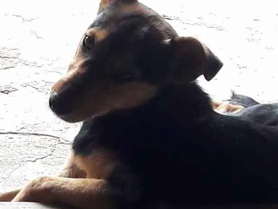 Cachorro ra a SRD idade 2 a 6 meses nome Lilly