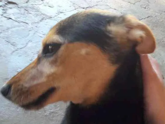 Cachorro ra a SRD idade 2 a 6 meses nome Lilly
