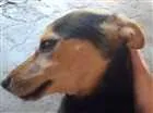 Cachorro raça SRD idade 2 a 6 meses nome Lilly