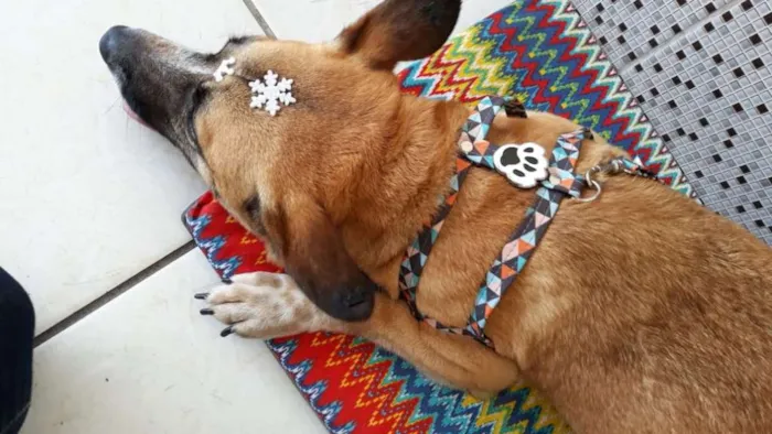 Cachorro ra a Viralata idade 3 anos nome Luna