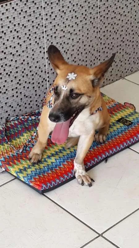 Cachorro ra a Viralata idade 3 anos nome Luna