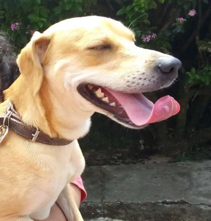 Cachorro raça Indefinida idade 2 anos nome Bella