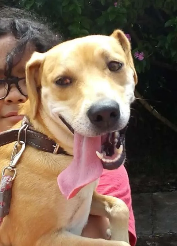 Cachorro raça Indefinida idade 2 anos nome Bella