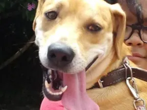 Cachorro raça Indefinida idade 2 anos nome Bella