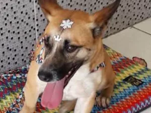 Cachorro raça Viralata idade 3 anos nome Luna