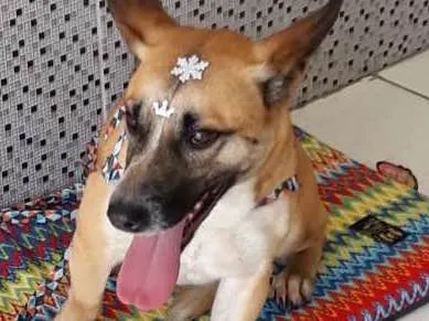 Cachorro ra a Viralata idade 3 anos nome Luna