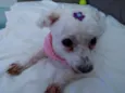 Penélope (Pepê)