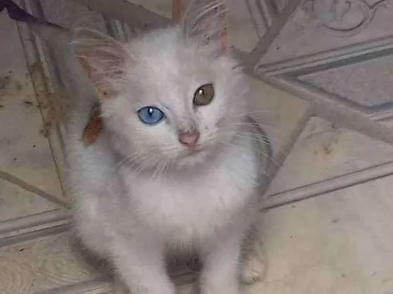 Gato raça  idade 2 a 6 meses nome Acerola