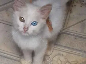 Gato raça  idade 2 a 6 meses nome Acerola