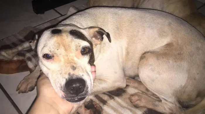 Cachorro ra a Pitbull com viralata  idade  nome Branquinha