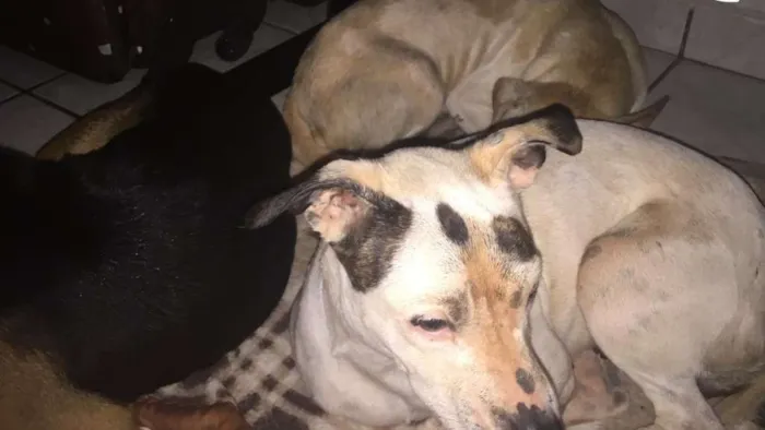 Cachorro ra a Pitbull com viralata  idade  nome Branquinha