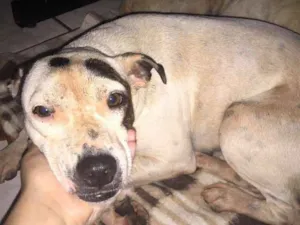 Cachorro raça Pitbull com viralata  idade  nome Branquinha