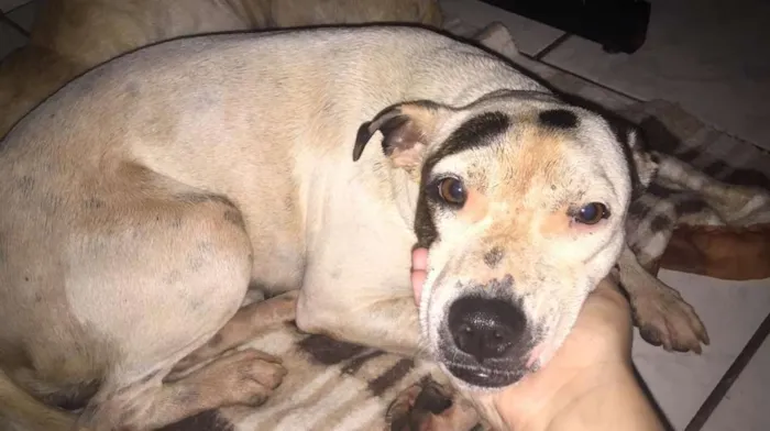 Cachorro ra a Pitbull com viralata  idade  nome branquinha