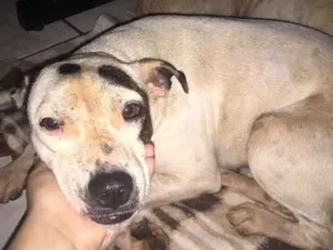 Cachorro raça Pitbull com viralata  idade  nome branquinha