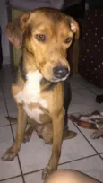 bob