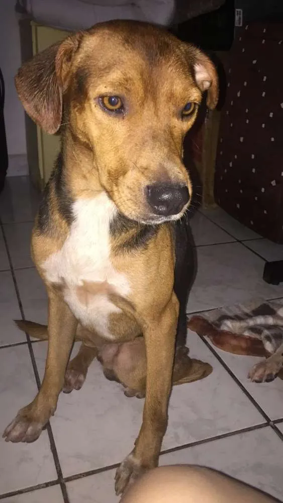 Cachorro ra a vira lata  idade  nome bob