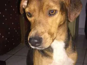 Cachorro raça vira lata  idade  nome bob