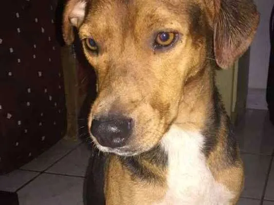 Cachorro ra a vira lata  idade  nome bob