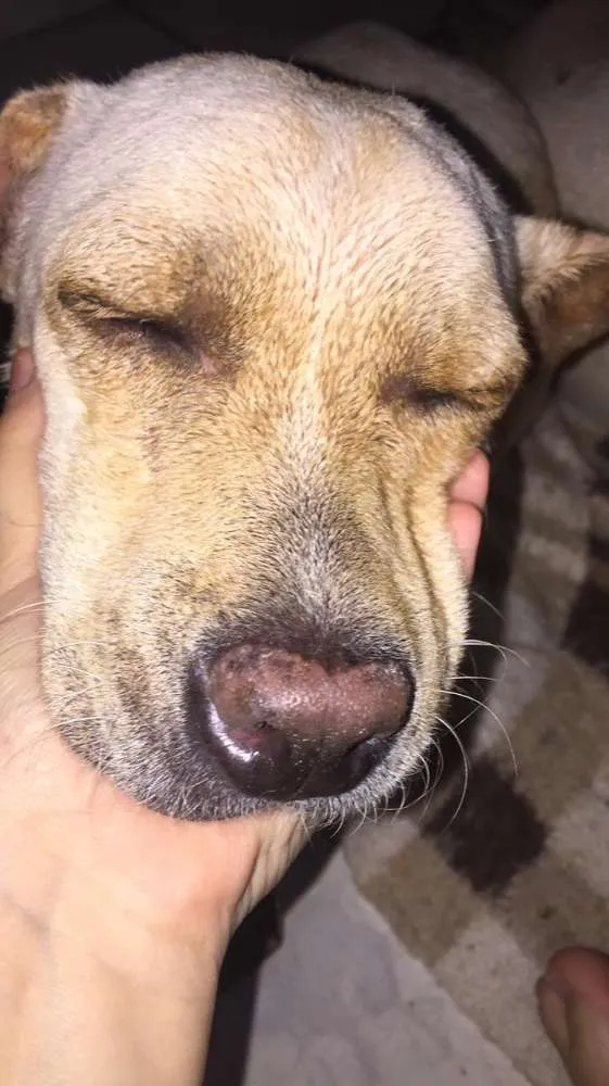 Cachorro ra a vira lata  idade  nome floco