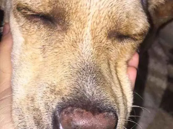 Cachorro ra a vira lata  idade  nome floco