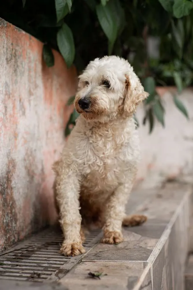 Cachorro ra a POODLE idade 6 ou mais anos nome GREGÓRIO-PORTE P