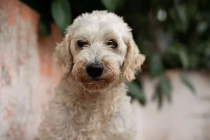 Cachorro ra a POODLE idade 6 ou mais anos nome GREGÓRIO-PORTE P