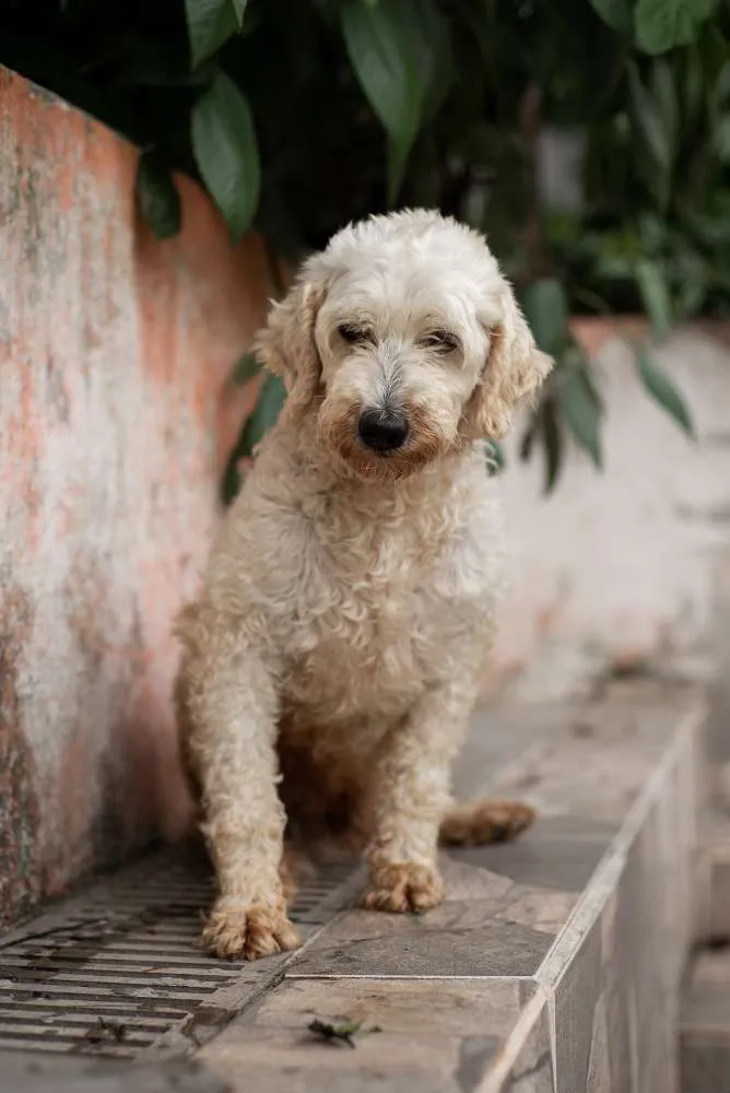 Cachorro ra a POODLE idade 6 ou mais anos nome GREGÓRIO-PORTE P
