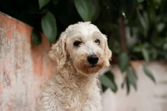 Cachorro ra a POODLE idade 6 ou mais anos nome GREGÓRIO-PORTE P