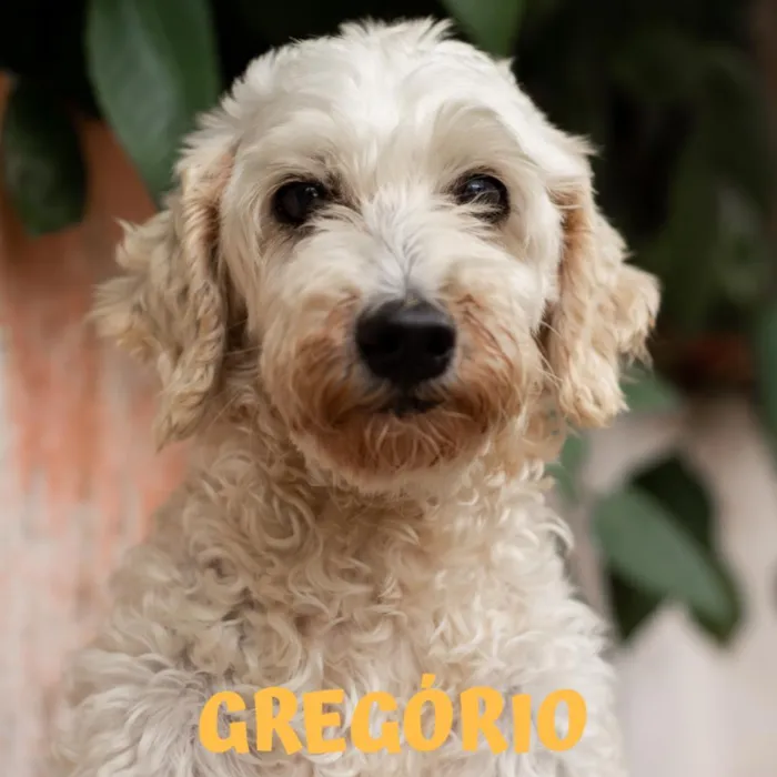 Cachorro ra a POODLE idade 6 ou mais anos nome GREGÓRIO-PORTE P