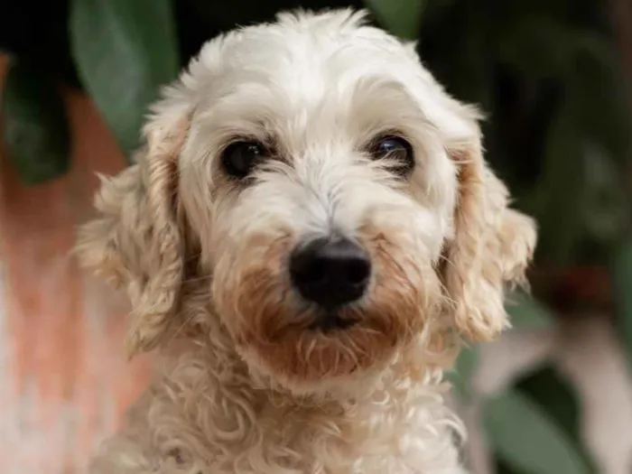 Cachorro ra a POODLE idade 6 ou mais anos nome GREGÓRIO-PORTE P