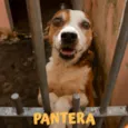 PANTERA-PORTE P