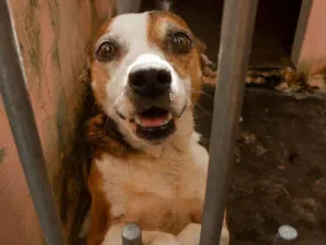 Cachorro raça SRD idade 5 anos nome PANTERA-PORTE P