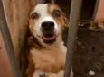Cachorro raça SRD idade 5 anos nome PANTERA-PORTE P