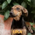LOLA-PORTE P