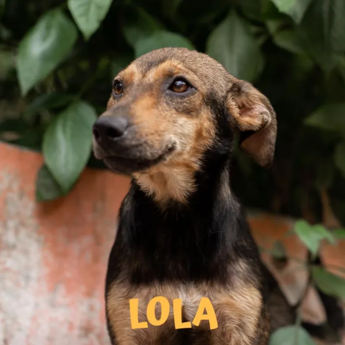 Cachorro ra a SRD idade 1 ano nome LOLA-PORTE P