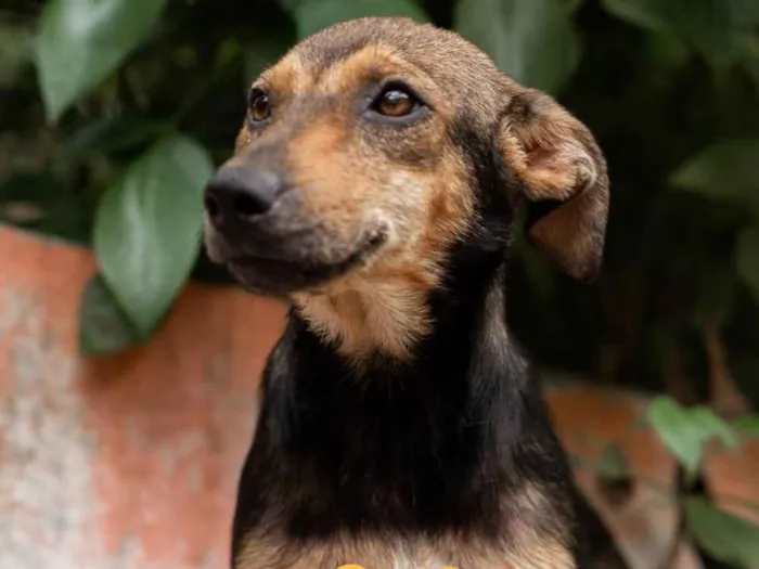 Cachorro ra a SRD idade 1 ano nome LOLA-PORTE P