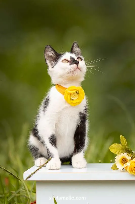Gato ra a mesticinha idade Abaixo de 2 meses nome MINNIE