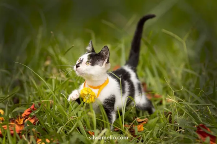 Gato ra a mesticinha idade Abaixo de 2 meses nome MINNIE