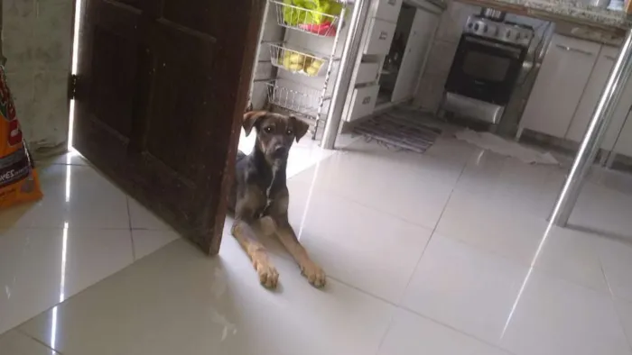 Cachorro ra a Viralata idade 7 a 11 meses nome Cristal