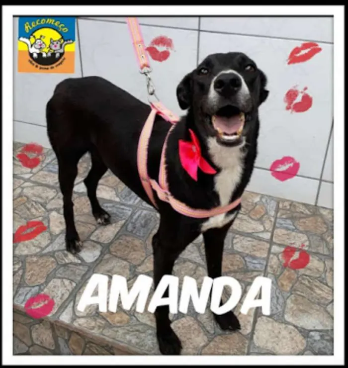 Cachorro ra a SRD idade 2 anos nome AMANDA