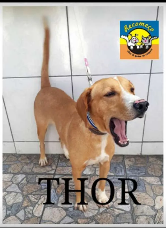 Cachorro ra a SRD idade 3 anos nome THOR