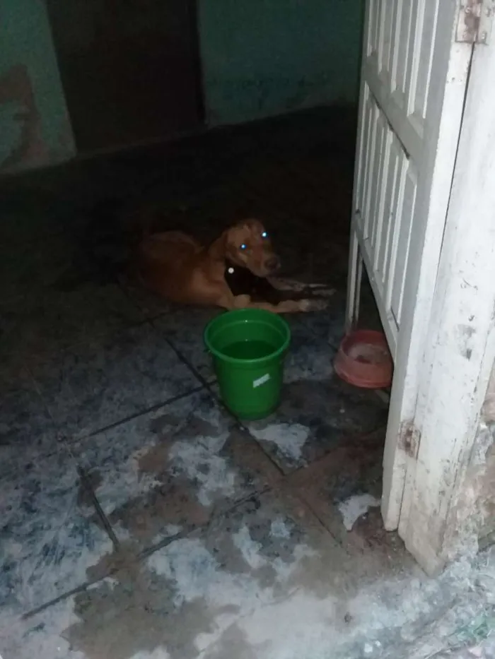 Cachorro raça Pitbull idade 1 ano nome Drago