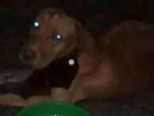 Cachorro raça Pitbull idade 1 ano nome Drago