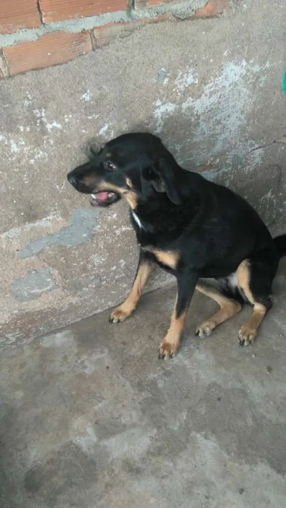 Cachorro ra a Labrador misturado idade 2 anos nome Zaira