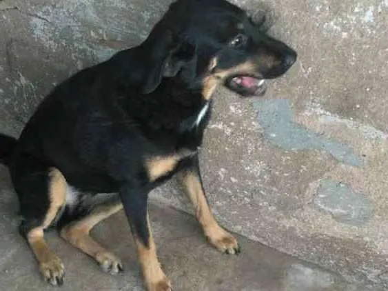 Cachorro ra a Labrador misturado idade 2 anos nome Zaira