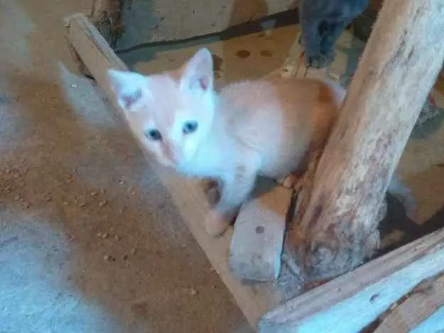 Gato ra a SRD idade 2 a 6 meses nome Théo