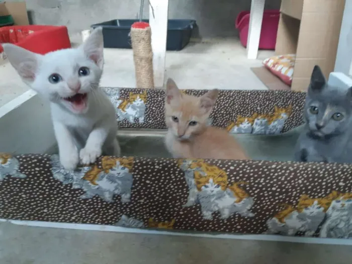 Gato ra a SRD idade 2 a 6 meses nome Théo