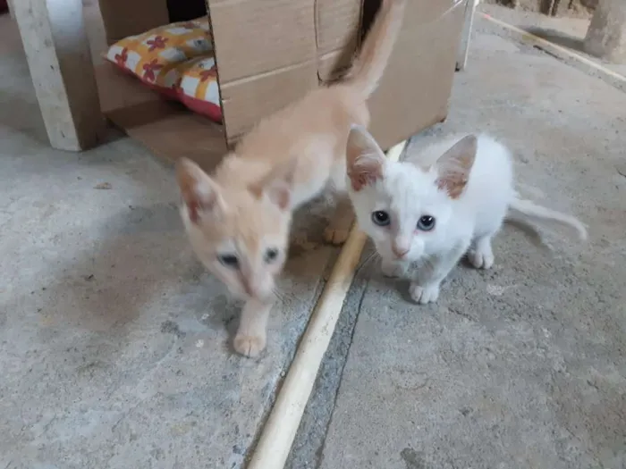 Gato ra a SRD idade 2 a 6 meses nome Théo