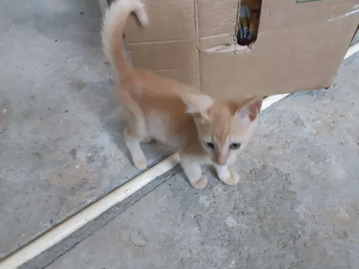 Gato ra a SRD idade 2 a 6 meses nome Théo