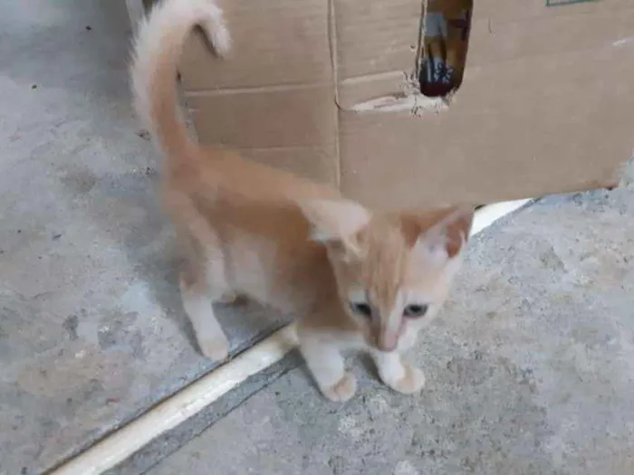Gato ra a SRD idade 2 a 6 meses nome Théo